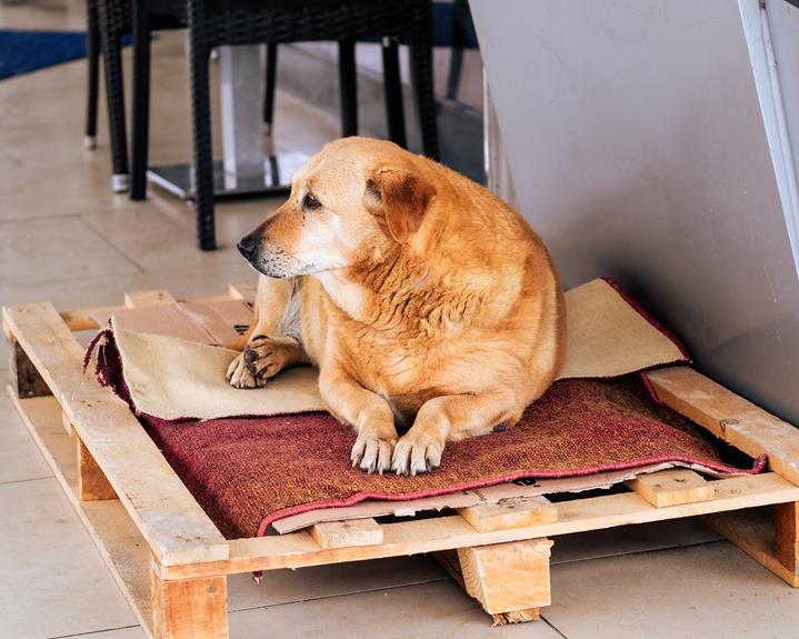 eliminate pet odors effectively